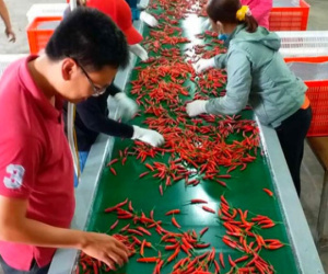 Trồng ớt mang về cho Bầu Đức mỗi tháng hơn 30 tỷ đồng