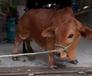 Chú bò 'chân ngắn' khiến dân mạng thắc mắc sữa bò 'gấp đôi canxi để làm gì'