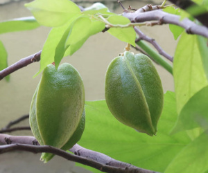 Hôn mê sâu sau khi ăn 4 quả khế