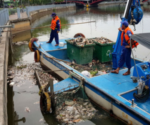 Cá chết trắng kênh Nhiêu Lộc - Thị Nghè