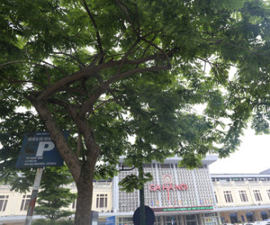 Hà Nội dời hàng loạt cây sưa đỏ để làm Metro