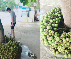 Khoe cây sung quả mọc từ gốc sai trĩu, thanh niên mở ra cuộc tranh cãi trên mạng xã hội