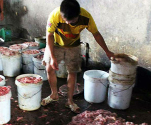 Kinh hãi gom mỡ, nội tạng bẩn nấu thành mỡ bán ra thị trường