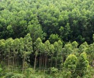 Quảng Ninh: Truy tìm tung tích bộ xương nam giới trên đồi keo