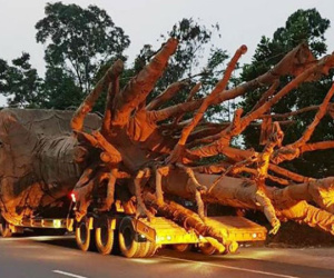 Phó thủ tướng yêu cầu làm rõ trách nhiệm vụ xe chở 3 cây đa 'khủng'