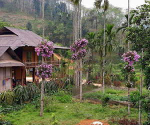 Lạ mà hay: Cho lan 'sống chung' với cây cau, ngắm hoa đẹp ngỡ ngàng