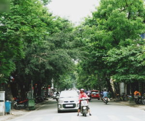Người Hà Nội tiếc nuối hàng cây sưa quý hiếm chuẩn bị di dời để xây ga ngầm