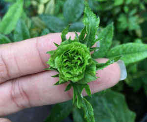 Cô gái khoe hoa hồng xanh lục đẹp kỳ dị, cư dân mạng phát sốt hỏi chỗ mua