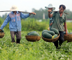 Quảng Nam gửi thư kêu gọi 'giải cứu' dưa hấu ứ đọng