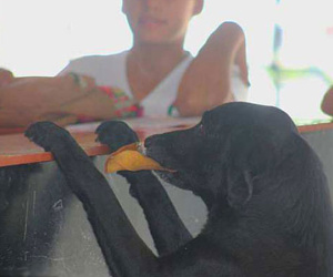 Chú chó bị bỏ rơi đổi lá lấy bánh quy để sống qua ngày