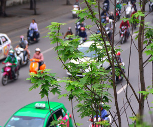 Triệu người thay đổi suy nghĩ khi Hà Nội rợp bóng cây này