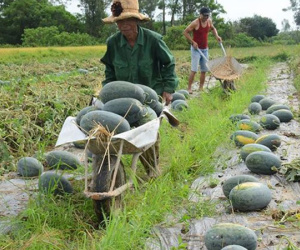 Vì sao dưa hấu giá 1.000 đồng/kg vẫn ế?
