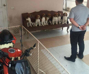Quây xe trong rào sắt, khổ chủ dở khóc dở cười vì vẫn bị đàn chó... phá tan xe