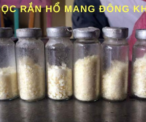 Người đàn ông đầu tiên bắt rắn độc nhả ra... vàng 9999 ở Việt Nam