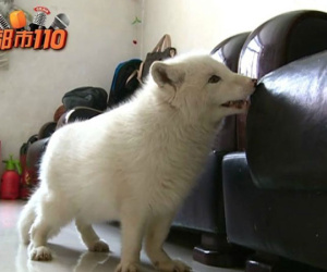 Sốc khi phát hiện chó con bất ngờ ‘hóa cáo’