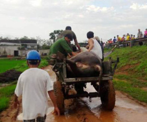 2 thanh niên bị sét đánh chết thảm trên đường chở bò về nhà