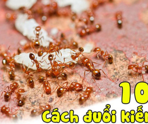 Chẳng cần xịt thuốc, vẫn có 10 cách đuổi kiến 'sạch bách' khỏi nhà vừa nhanh vừa dễ