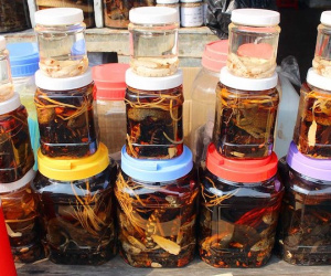 Quý ông săn ‘xuân dược’ ở chợ côn trùng lớn nhất miền Tây