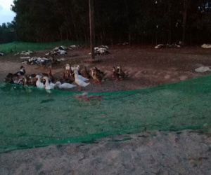Đàn vịt hơn 1.500 con chết hàng loạt nghi bị kẻ xấu đầu độc