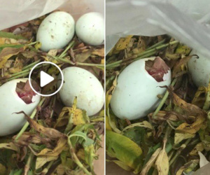 Mua trứng vịt lộn về chưa kịp ăn đã nở thành con, khách mắng vốn ông chủ hàng nhưng dân mạng đã phát hiện điều bất ngờ
