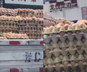 Nắng nóng kinh hoàng, trứng gà nở ngay trên xe tải