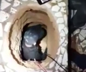 Đào hầm từ toilet để vượt ngục, tù nhân chết thảm
