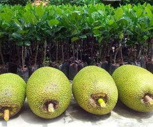 Mít Thái rớt giá mạnh vì Trung Quốc ngưng mua