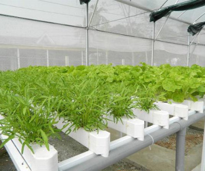 Nhà chật mà vẫn muốn ăn rau sạch, học ngay cách trồng rau thủy canh vừa sạch vừa nhàn