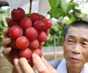Vì sao trái cây Nhật có giá đắt không tưởng?