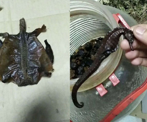 Con gái mua bình rượu thuốc đắt tiền về cho bố tẩm bổ, uống 7 năm mới phát hiện ra bò sát ngâm bên trong làm bằng nhựa