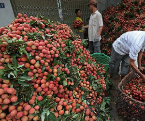 Hơn 80 doanh nghiệp Trung Quốc sang mua vải thiều