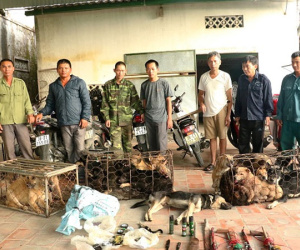 Phục kích, bắt giữ đường dây trộm chó xuyên tỉnh