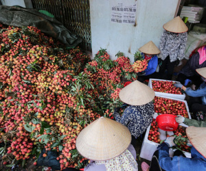 Vải Lục Ngạn đầu mùa đã rớt giá, chỉ còn 6.000-8.000đ/kg