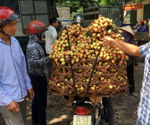 Tin đồn vải 10 ngàn/kg: Chỉ có ăn quả sâu, quả còi hạng bét