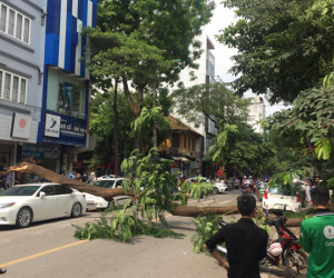 Hà Nội: Cây to bật gốc đè bẹp rúm xe sang Lexus đỗ ven đường