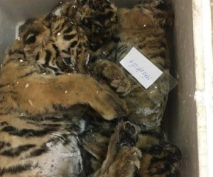 Bất ngờ kiểm tra, phát hiện 5 cá thể hổ cất giấu trong xe ô tô