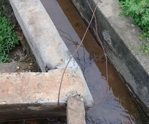 Bé trai bị điện giật chết khi mang nước cho mẹ đi gặt