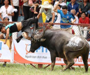 Bộ Văn hóa bác đề xuất bán vé thu tiền chọi trâu Đồ Sơn