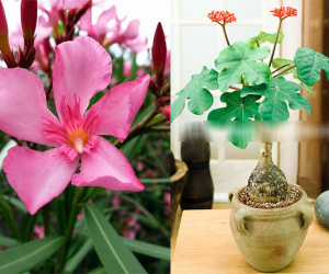 8 loại cây độc như lá ngón, đẹp mấy cũng không được trồng trong nhà