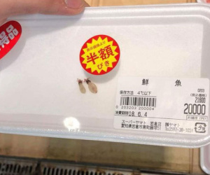 Hai chú mực một nắng to bằng con chấy có giá đến 4 triệu đồng trong siêu thị Nhật khiến dân mạng Việt xôn xao