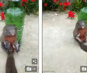 Sóc bị trói vào chai bia, vụt roi tra khảo tội ăn trộm
