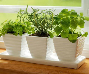 Trồng cây phong thủy theo tuổi cho 12 con giáp gặp may cả năm, tài lộc đầy nhà