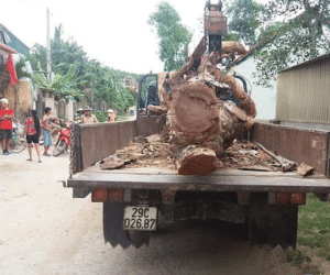'Hợp đồng' cẩu trộm cây mít hàng chục năm tuổi có giá 40 triệu đồng