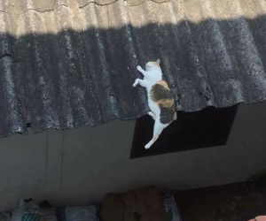 Chùm ảnh: Những pha ngủ ngày bá đạo của các 'quàng thượng' mèo trên khắp cả nước