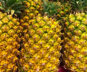 Dứa Việt 2.000 đồng/kg thối đầy đồng, nhà giàu ăn dứa ngoại 300 ngàn/quả