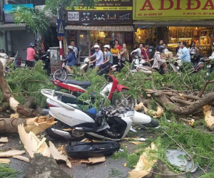Hà Nội: Cây phượng bất ngờ gãy đổ trên phố Quán Sứ, 5 người nguy kịch trong đó có 2 trẻ em