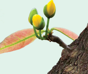 Tản mạn chuyện… bỗng trỗi dậy, bừng bừng