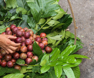 Rượu nếp đắt hàng, mận tăng giá sáng sớm Tết Đoan Ngọ