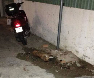 Khách Nga bức xúc vì hành động ném con chó từ tầng 24 xuống đất