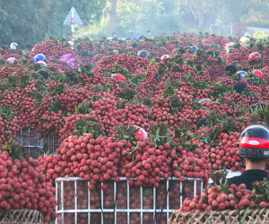 Chợ vùng cao tắc đường hàng cây số vì vải